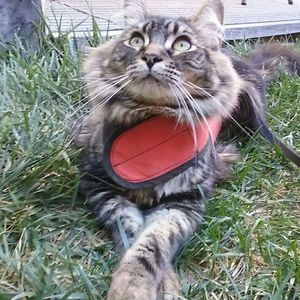 Meet your Posher, Patti